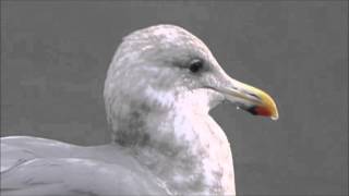 Glaucouswinged Gull Castletownbere Cork 2016 [upl. by Akimaj]