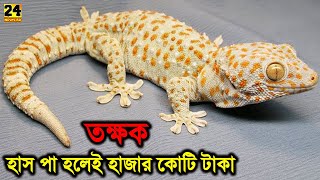 যে কারনে একটি তক্ষক এর দাম হাজার কোটি টাকা পর্যন্ত হতে পারে কেন দেখুন  Tokkhok Price In Bangladesh [upl. by Yvonner]