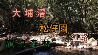 大埔滘 自然教育徑 松仔園 紅路 短途 多樹蔭 老友咸宜 初級郊遊徑 [upl. by Cleland]