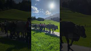 Alpabfahrt Appenzellerland  Swiss Cattle Drive 🇨🇭🐄 ☀️ 🫶 [upl. by Veejar93]