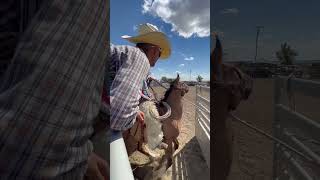 Ranch bronc riding [upl. by Eenaffit]