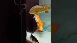 Asian Arowana becomes one last meal 😢pet asianarowana following life water fish [upl. by Elletsyrk]