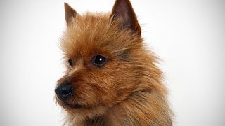 Terrier de Australia Australian Terrier  Raza de Perro [upl. by Aielam]