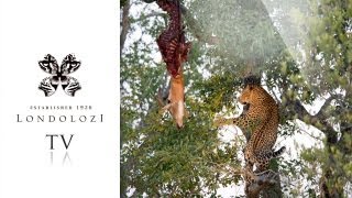 Leopard Cub Drops Hoisted Kill  Londolozi TV [upl. by Laural810]