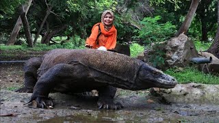 Jumpa 13 Komodo di Sarangnya Ini Pesan Penjaga Komodo di Pulau Rinca [upl. by Giesser]