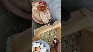 experiment successful 3 hen harvesting eggs shorts [upl. by Sayer]