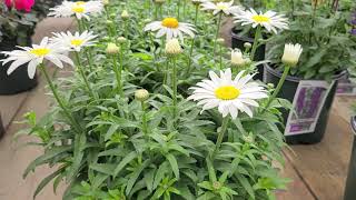 Leucanthemum Snowcap Shasta Daisy  Superb COMPACT Tried amp True LongFlowering Perennial [upl. by Piselli]