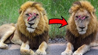 Two most dangerous brother from kruger national park south africa  latest sightings  bbc earth [upl. by Eedoj714]