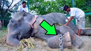 Man Rescues Elephant Chained For 50 Years What It Did Next Was Incredible [upl. by Idieh]