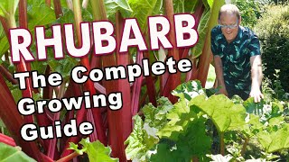 Rhubarb From Planting To Harvest ❤️ 💚 [upl. by Mahsih]