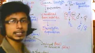 Genetics part 1 introduction to advanced genetics [upl. by Ainoda]