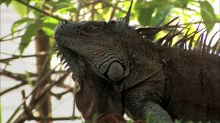 AGUAS TRANQUILAS  Documental Naturaleza HD 1080p  Grandes Documentales [upl. by Ahsemal]