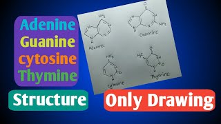 AdenineGuanineCytosineThymine structureHSC biology 1chupter3chemistry diagram [upl. by Ahsinaj641]