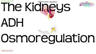 The Kidneys ADH amp Osmoregulation  Biology GCSE and iGCSE [upl. by Nnaer14]