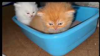 Baby Kitten Using Litter Box For First TimeHow To Trained ThemPet Care2024 [upl. by Annauqaj]