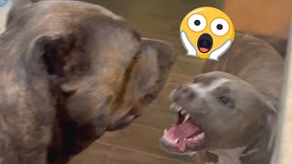 PITBULL Challenges CANE CORSO  Preventing Dog AGGRESSION [upl. by Gauldin]