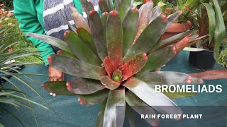 Bromeliads  Bromeliaceae Understanding Bromeliads Easy Tips and Caring for your Bromeliad Plant [upl. by Sirac995]