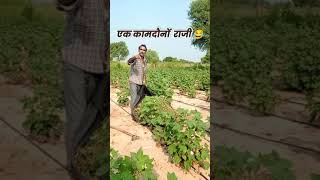 भैंस के चारो lakhamarwadi comedy newmarwadicomedy fypシ゚viral [upl. by Hoag135]