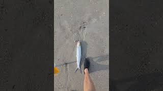 Enormous ladyfish shark and tarpon candy as a cut bait tight lines [upl. by Theodoric]