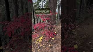 Tuolumne Grove of Giant Sequoias in Yosemite National Park is a mustsee [upl. by Baun]