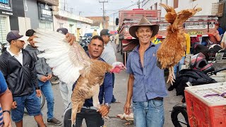 FEIRA DA GALINHA EM AGRESTINAPE 13 01 2023 nordeste [upl. by Devi]