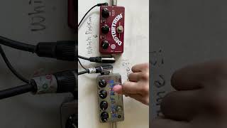 quotBoth Plexi Rocksquot Zvex BOR vs Distortron pedal comparison demo w Telecaster plexi drive shorts [upl. by Ardnaeed498]