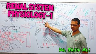 Renal System Physiology  Renal blood Flow  Kidney  Types of Nephron [upl. by Ezarra417]