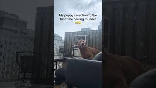 This puppy’s first time hearing thunder is hilarious 😂 [upl. by Miguelita]