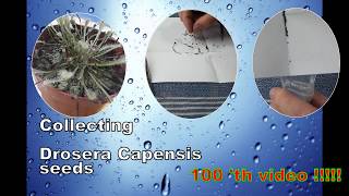 Collecting seeds from Drosera Capensis flower [upl. by Olegna]