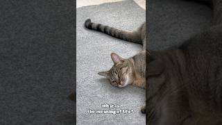 My cat questioning the meaning of life 🤓 fy fyp funny funnyvideo cute cutecat catlover [upl. by Enelhtak]