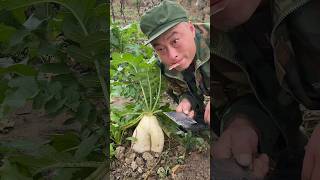 Thief Entered the Radish Garden 🥷🥦🤓 farming garden shortsvideo [upl. by Lanfri235]