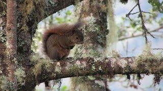 SONIDOS DE LA ARDILLA DE COLA ROJA  REDTAILED SQUIRREL Sciurus granatensis [upl. by Adnilym]