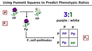 Mendelian Genetics and Punnett Squares [upl. by Maurita643]