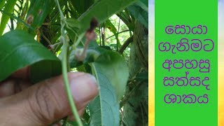 සත්සද ශාකයaristolochia sathsada plantishan heritage medicinal planthela osusri lanka [upl. by Duile]