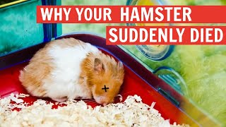 Why your Hamster Suddenly Died [upl. by Almap348]