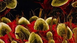 7 Normal Things Under A Microscope [upl. by High]