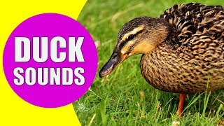 DUCK SOUNDS FOR KIDS  Quacking Sounds of Ducks Duck Sound Effects and Calls [upl. by Binni]