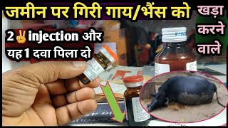 जमीन पर गिरी गायभैंस को खड़ा करने वाले 2✌️injectionऔर यह 1 दवा पिला दोVetDisease Treatment [upl. by Ettelloc]