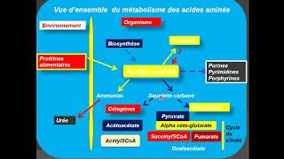 Métabolisme des proteines partie 01 [upl. by Maddi]