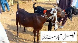 Faisalabad Bakra MandiNew UpdateFM Animals0300669828426•6•2024 [upl. by Noryak]