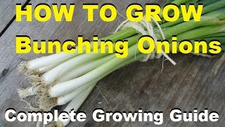 How To Grow Bunching Onions  Complete Growing Guide [upl. by Glavin725]