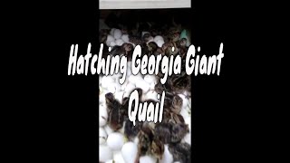 Carolina Outdoor Adventures TV  Quail Hatching Day [upl. by Pamela875]