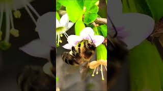 BEE Pollinating WORKER [upl. by Gudrin]