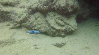 Metriaclima pulpican at Maingano Island Malawi [upl. by Sielen226]