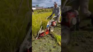 The Most Satisfying Rice Harvesting Machine shorts [upl. by Ingunna]