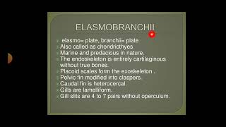 A general account of the Elasmobranchii Holocephali msc zoology 3rd semester  classification [upl. by Olaznog]