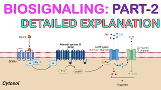 Biosignaling Part 2 [upl. by Wayolle568]