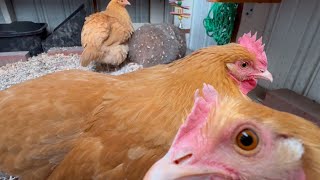 🐓Buff Orpington pullet🐓five months old chicken🍂earlyNovember [upl. by Letty]