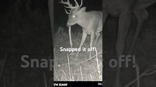 Awesome non typical buck snapped it right off 🦌🎄✅ iowa deer whitepine [upl. by Nira]