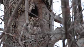 Eastern Screech Owl Call  Presque Isle State Park Erie PA [upl. by Solram67]